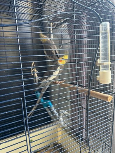 Cockatiel cage