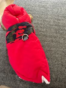 Small dog jacket
