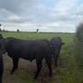 Pedigree Angus bulls and heifers Image 3