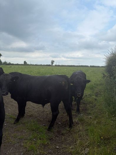 Pedigree Angus bulls and heifers