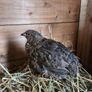 Rooster & Cock quail Image 3