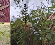 Acacia mearnsii Seeds