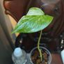 No.80 Monstera Albo baby Image 2