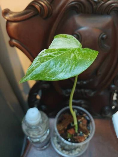 No.80 Monstera Albo baby