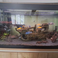 fluval roma 200ltr