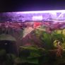 30 mixed Guppy Fish for 30 euro only Image 4