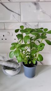 Cuban oregano.Mexican mint. Herb.