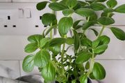 Cuban oregano Herb