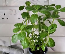Cuban oregano.Mexican mint. Herb.