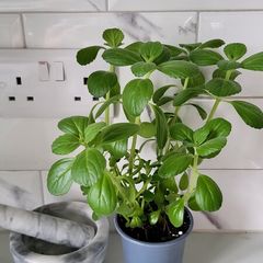 Cuban oregano.Mexican mint. Herb.