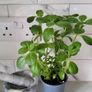 Cuban oregano.Mexican mint. Herb. Image 4