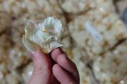 cream pale yellow faux flowers wholesale bundle