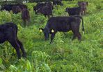 calf