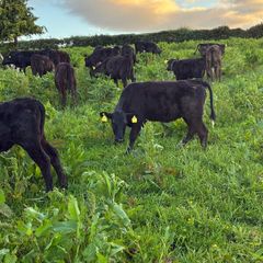 calf