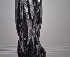 Very large Fossil Orthoceras 54cm