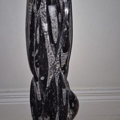 Very large Fossil Orthoceras 54cm