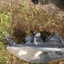 Mazda 3 headlight Image 2