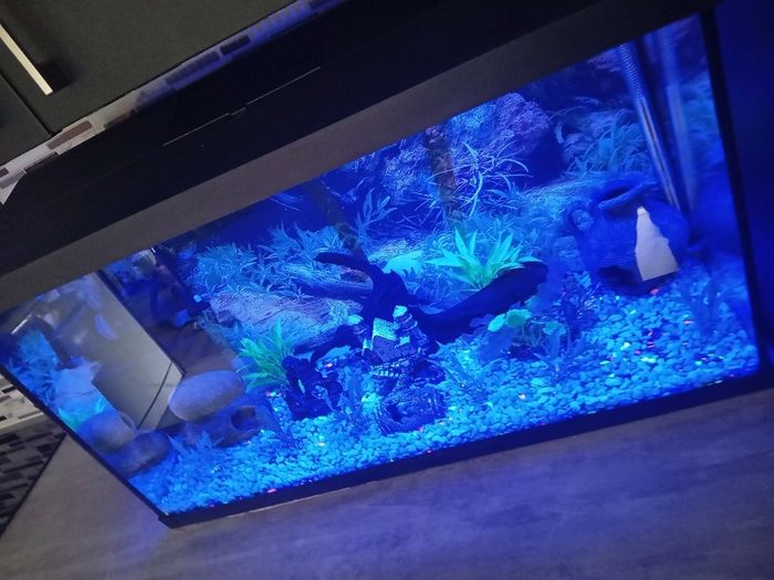 fish tank