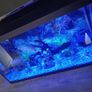 fish tank Image 4