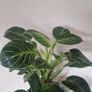 Philodendron 'Birkin' Filodendron Image 2