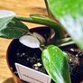 Philodendron White Princess in 12cm pot and 25cm in height Image 7