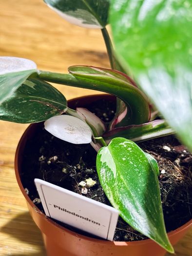 Philodendron White Princess in 12cm pot and 25cm in height