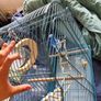New Parrot/bird Cage Starter Kit + Tons of Accessories Image 7