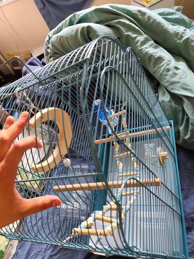 New Parrot/bird Cage Starter Kit + Tons of Accessories