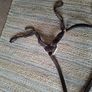 Breastplate 5 point.Shires Image 2