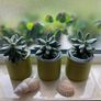 Succulents Plants in can Image 4