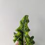 Alocasia Jacklyn Plant Image 3