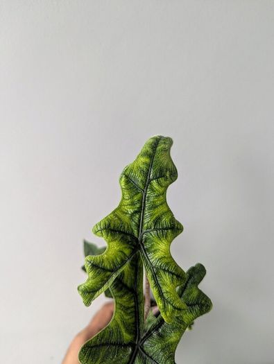 Alocasia Jacklyn Plant
