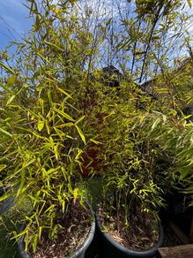 Bamboo Nigra (black)