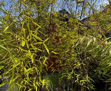 Bamboo Nigra (black)