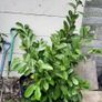 4 Laurel hedging Mature plants Image 3