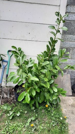 4 Laurel hedging Mature plants