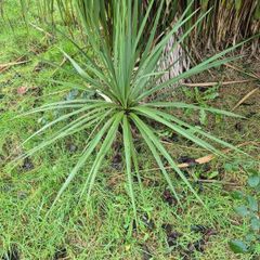 Cordyline australis palm  tree