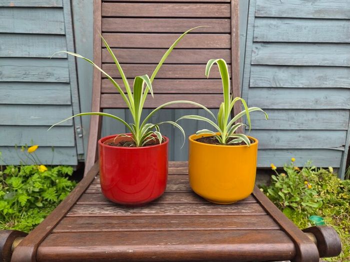 spider plants