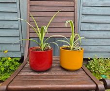 spider plants