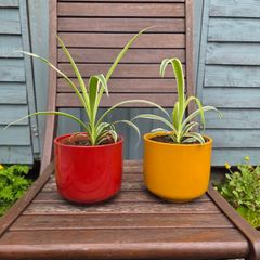 spider plants