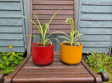 spider plants