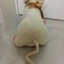 Pig soft toy Image 3