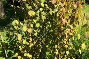 Cercidiphyllum japonicum, Katsura tree