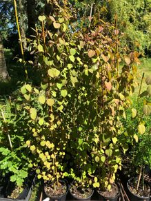 Cercidiphyllum japonicum, Katsura tree