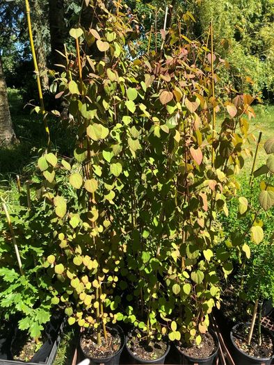 Cercidiphyllum japonicum, Katsura tree