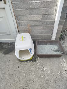 cat accessories for sale
