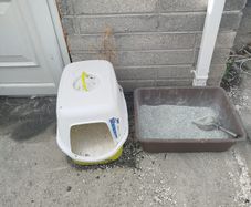 cat accessories for sale