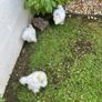 laying hens Image 7