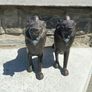 Superb Pair of 19th Century Chinese Antique Bronze Lions Image 3