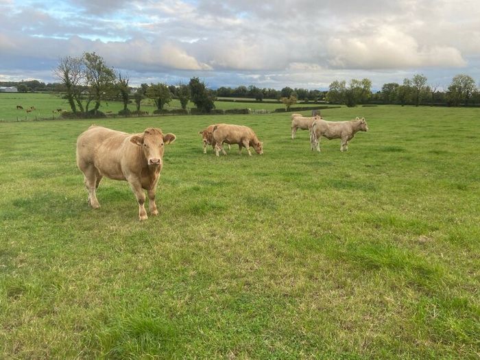 Cattle